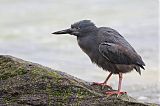 Striated Heron